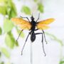 Tarantula Hawk Wasp Insect Bug Moth Butterfly Bell Jar Entomology Taxidermy Interior Design Home Decor Cloche Modern Display Gift Ornament, thumbnail 2 of 4