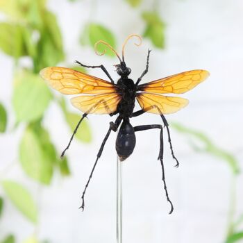 Tarantula Hawk Wasp Insect Bug Moth Butterfly Bell Jar Entomology Taxidermy Interior Design Home Decor Cloche Modern Display Gift Ornament, 2 of 4