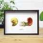 Madagascan Ammonite And Watercolour Illustration Box Frame Real Authentic Jurassic Dinosaur Fossil Museum Quality Natural History Interior Design Home Decor Display Gift Ornament, thumbnail 1 of 4