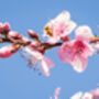 Nectarine Tree 'Humboldt', thumbnail 8 of 11