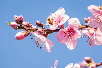 Nectarine Tree 'Humboldt', 8 of 11