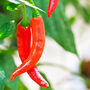 Chilli Pepper 'Apache' Nine X Plug Plant Pack, thumbnail 2 of 6