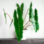 Houseplant Philodendron 'Billietiae' In 13cm Pot, thumbnail 3 of 5
