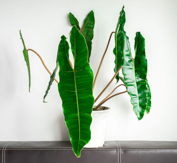 Houseplant Philodendron 'Billietiae' In 13cm Pot, 3 of 5