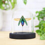 Detanii Jewel Beetle Insect Bug Entomology Taxidermy Bell Jar, thumbnail 1 of 3