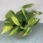 Ceramic Planter And Plant, Perfect Wedding Gift, thumbnail 9 of 12