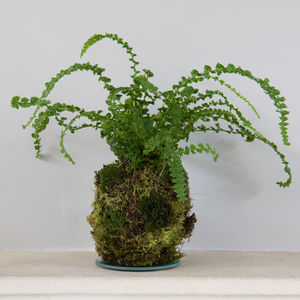 Kit kokedama