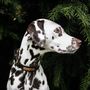 Personalised Pinatex Dog Collar, thumbnail 1 of 10