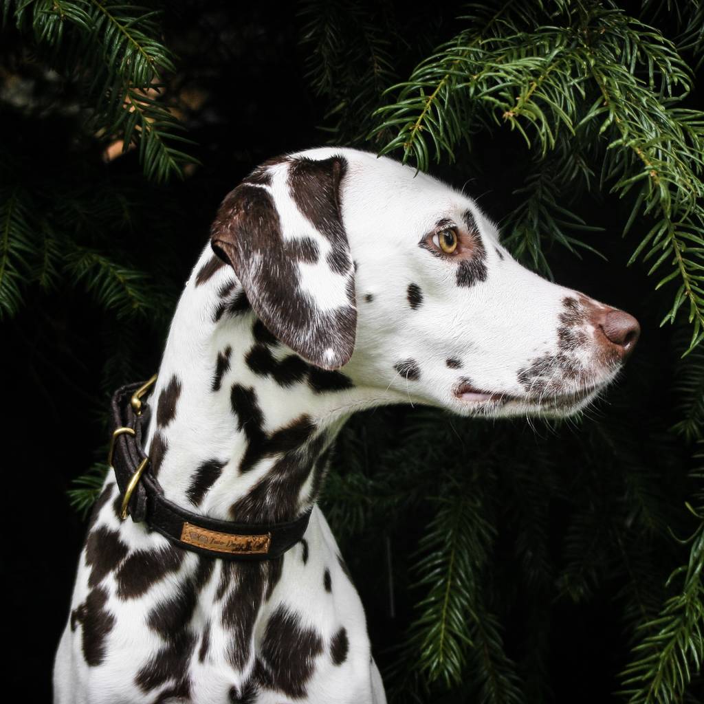 Personalised Pinatex Dog Collar, 1 of 10