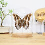 Giant Owl Butterfly Entomology Bell Jar, thumbnail 1 of 4