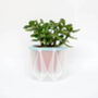 Origami Self Watering Eco Plant Pot: 15cm | Blue Cord, thumbnail 8 of 9