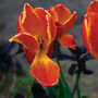 'Reds And Orange' Photography Assorted Pack Of 10 Cards, thumbnail 8 of 10