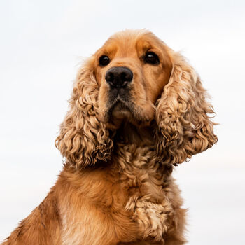 Personalised Cocker Spaniel Dog Mum Mother's Day Card, 3 of 5