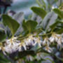 Scented Sarcocca Plant, Plant Gift, thumbnail 2 of 2