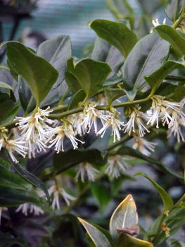 Scented Sarcocca Plant, Plant Gift, 2 of 2