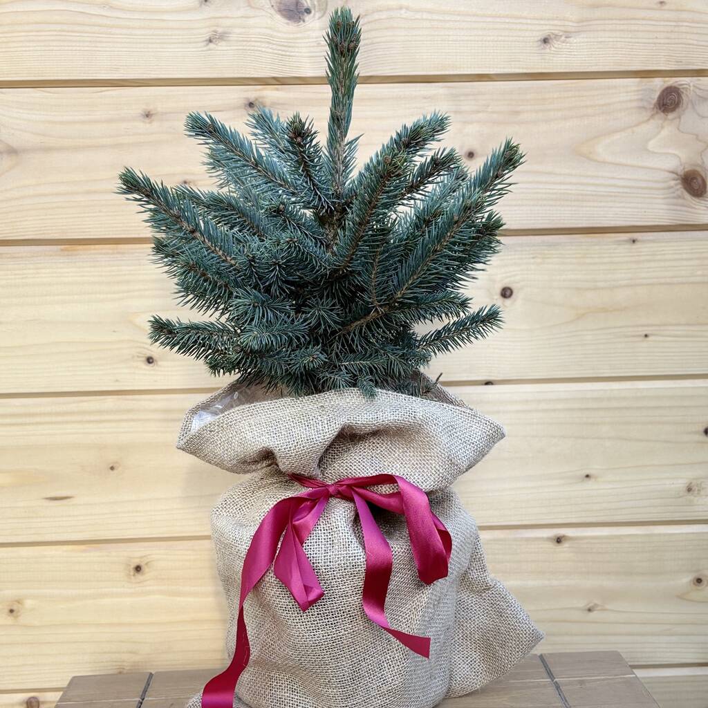 Christmas Blue Spruce Trees, 3 L Pots, 40 50cm Tall, 1 of 4