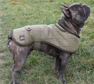 barbour dog coat french bulldog
