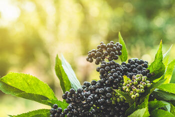 Elderberry Plants, 'Haidegg', 7 of 9