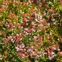 Shrub Abelia Grandiflora One Plant In Two Litre Pot, thumbnail 3 of 5