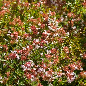 Shrub Abelia Grandiflora One Plant In Two Litre Pot, 3 of 5