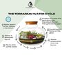 Terrarium Kit With Glass And Plants H: 37 Cm | Zurich, thumbnail 5 of 8