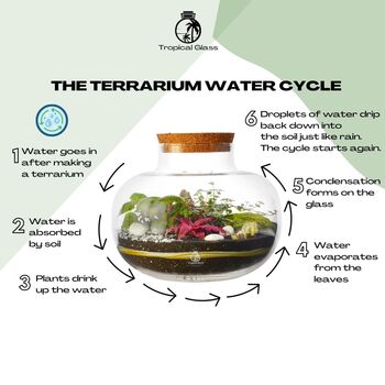 Terrarium Kit With Glass And Plants H: 37 Cm | Zurich, 5 of 8
