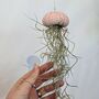 Jellyfish Airplant Spanish Moss Gift For Plant Lover, thumbnail 8 of 8