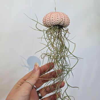 Jellyfish Airplant Spanish Moss Gift For Plant Lover, 8 of 8