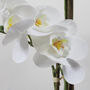 Marble Potted Artificial Orchid Two Sizes, thumbnail 2 of 5