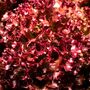 Salad Plant Lettuce 'Lollo Rosso' 12x Plug Plant Pack, thumbnail 7 of 7