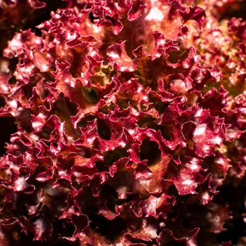 Salad Plant Lettuce 'Lollo Rosso' 12x Plug Plant Pack, 7 of 7