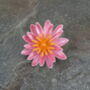 Water Lily Pink Flower Brooch, thumbnail 1 of 3