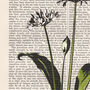 Wild Garlic, Vintage Collection Print, thumbnail 2 of 5
