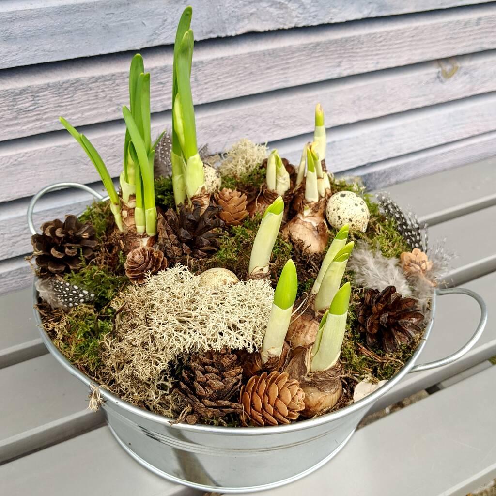 Spring Bulbs Zinc Planter Gift Wrapped, 1 of 9