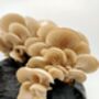 Oyster Mushroom Grain Spawn 100ml, 1l, 5l, thumbnail 8 of 11