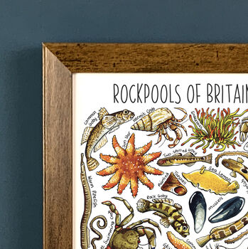 Rockpools Of Britain Wildlife Watercolour Print, 2 of 6