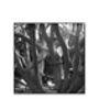 Tree Branches, Melford Hall Photographic Art Print, thumbnail 3 of 4