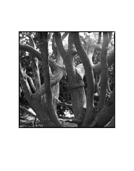 Tree Branches, Melford Hall Photographic Art Print, 3 of 4