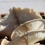 The Yorkshire Mushroom Emporium Experience For One, thumbnail 8 of 10
