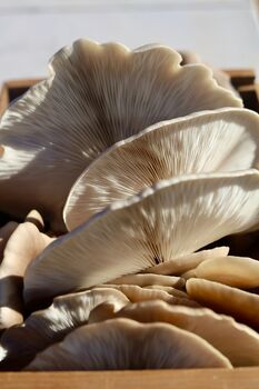 The Yorkshire Mushroom Emporium Experience For One, 8 of 10