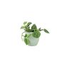Satin Pothos Houseplant In 12cm Pot – Silver Vine, thumbnail 3 of 6