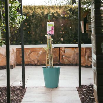 Clematis Hagley Hybrid Climber Plant In 3 L Pot, 4 of 7