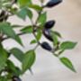 Chilli Plants 'Prairie Fire' Six X Plug Pack, thumbnail 4 of 10