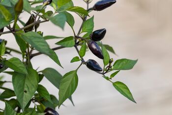 Chilli Plants 'Prairie Fire' Six X Plug Pack, 4 of 10