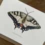 Illustrated Swallowtail Butterfly Card Blank Inside, thumbnail 3 of 6