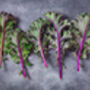 Kale 'Red Russian' Nine X Plug Plant Pack, thumbnail 2 of 5