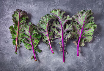 Kale 'Red Russian' Nine X Plug Plant Pack, 2 of 5