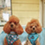 Jolly Bear Christmas Dog Collar, thumbnail 6 of 8