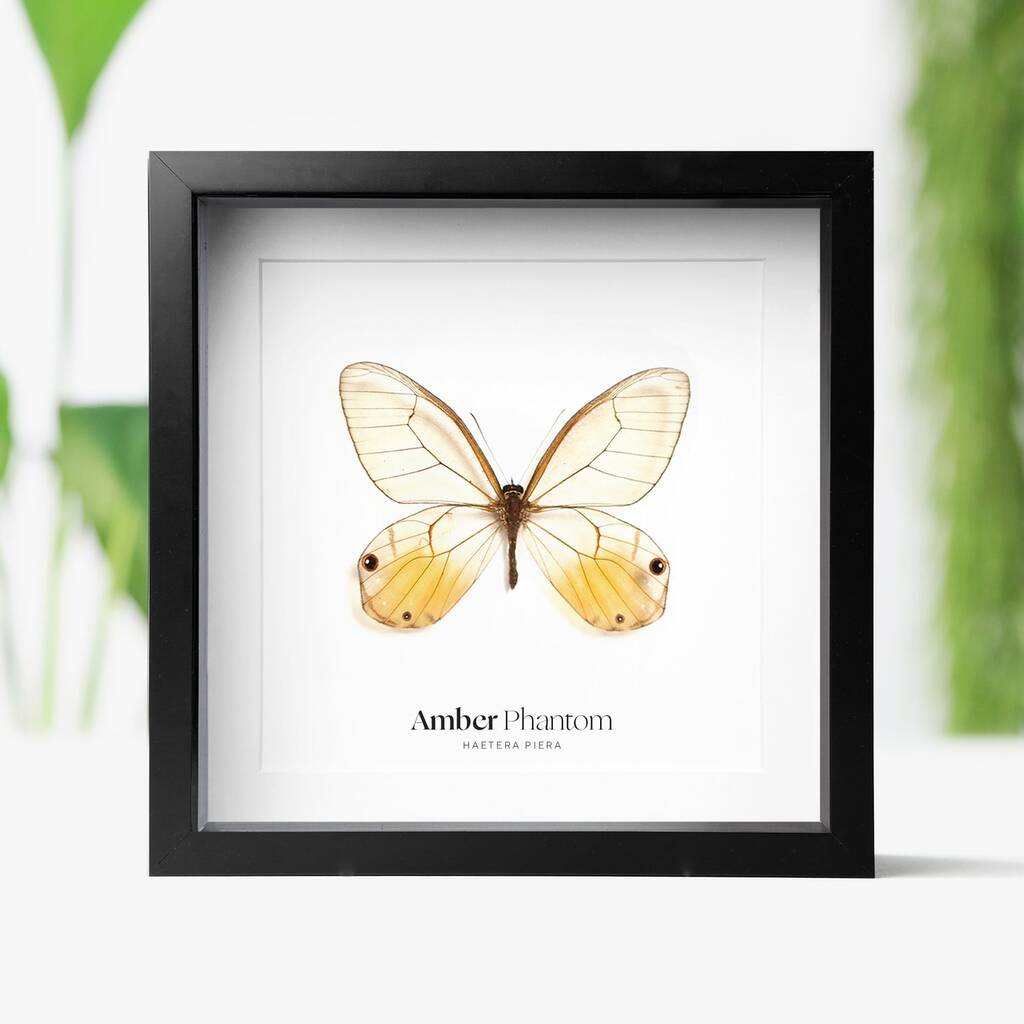 Amber Phantom Butterfly Moth Insect Bug Entomology Taxidermy Box Frame, 1 of 3
