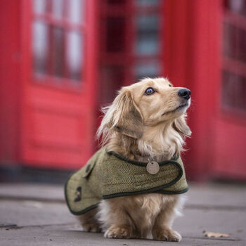 Dachshund Dog Coat, 3 of 6